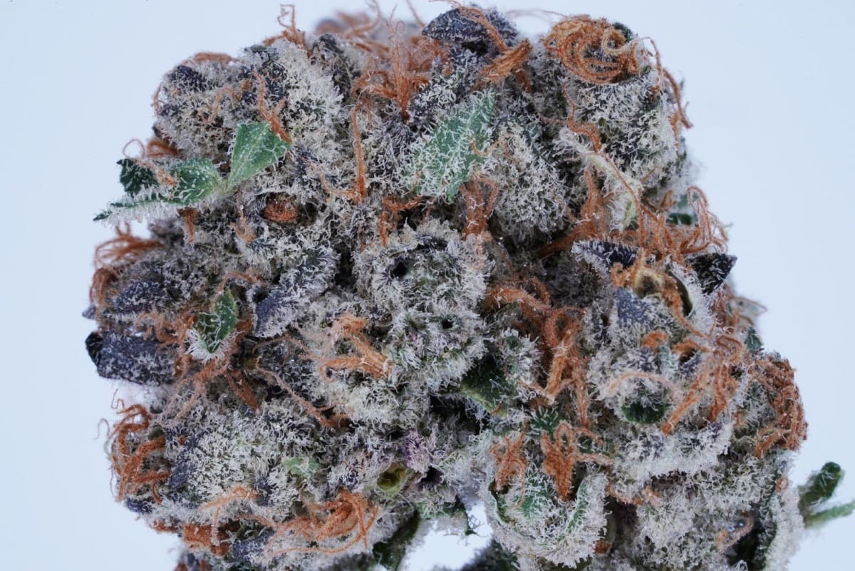 Bear claw strain review